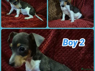 Jack Russell dogs 1 blue tri jack russel boy puppy now available - Advert 6