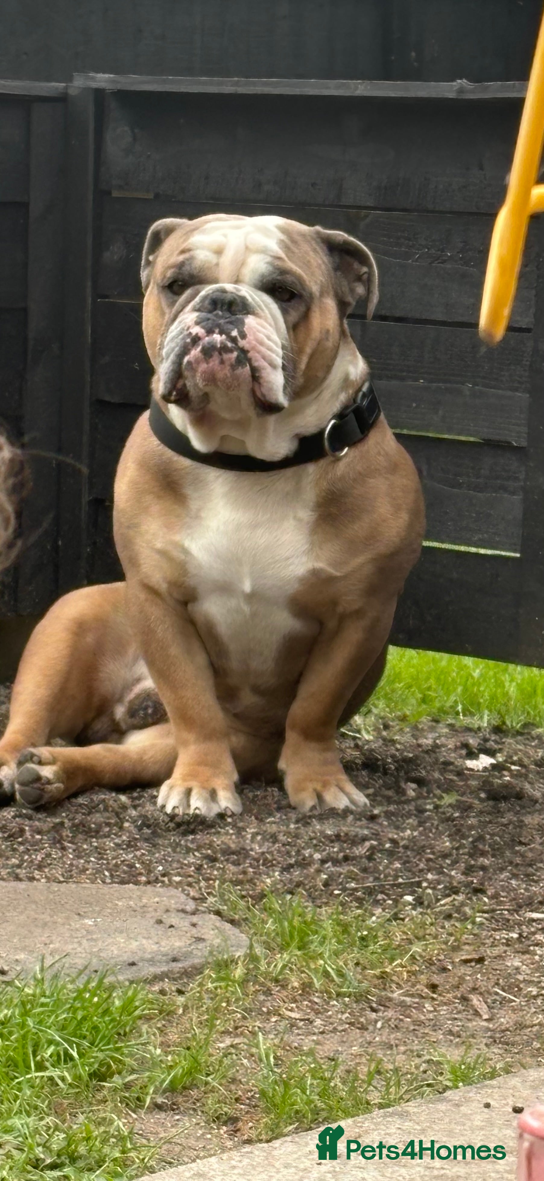 English Bulldog dogs Winston - Advert 3