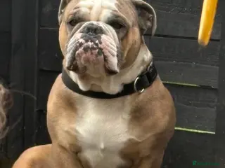 English Bulldog dogs Winston - Advert 3
