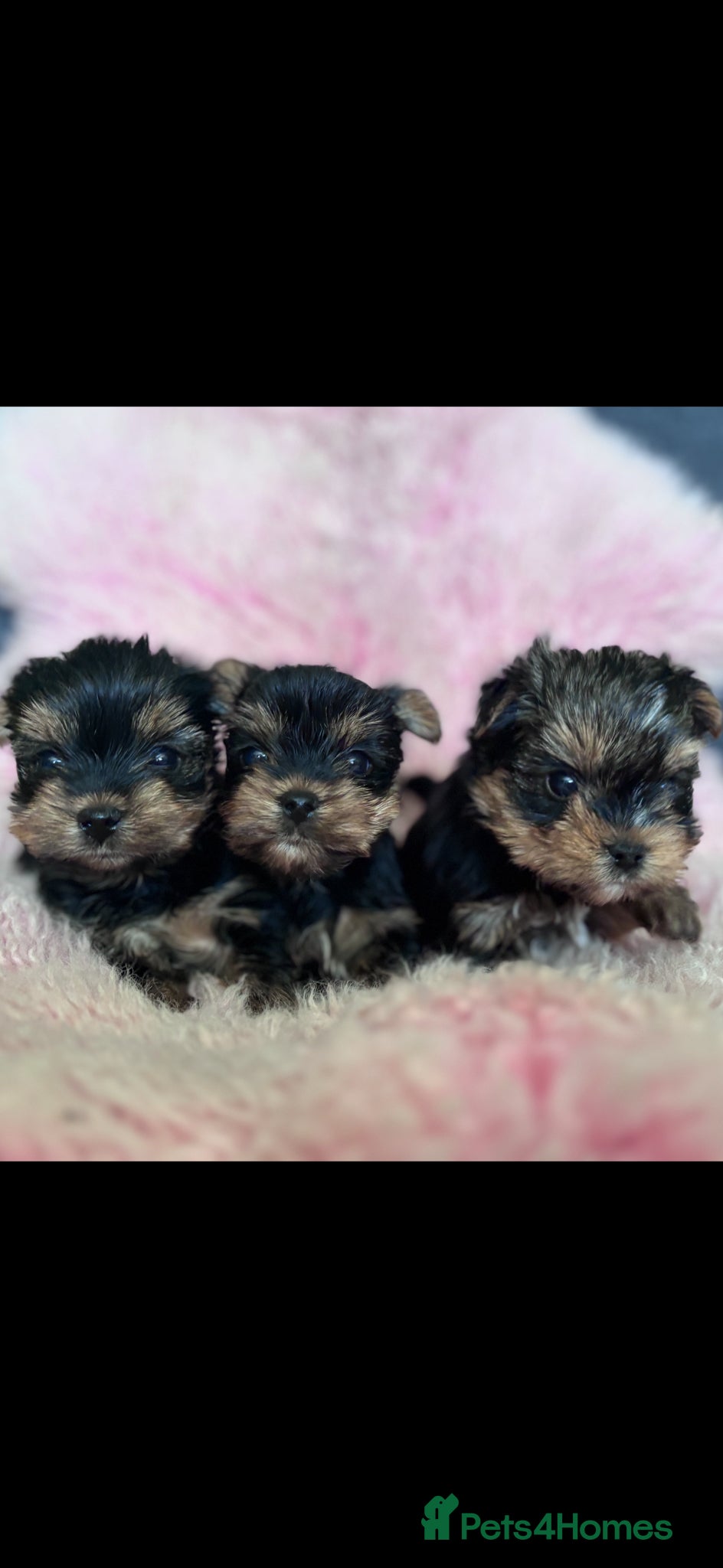 Yorkshire Terrier dogs ONLY MALES- Pedigree Yorkshire Terriers - Advert 8