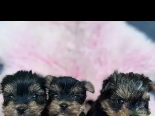 Yorkshire Terrier dogs ONLY MALES- Pedigree Yorkshire Terriers - Advert 8