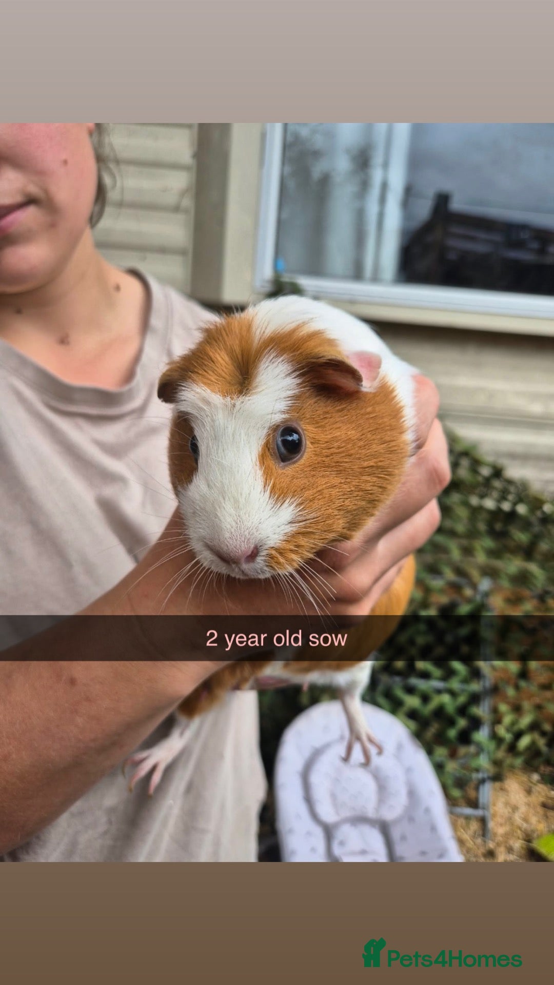 Guinea Pig rodents Guinea pigs  - Advert 1