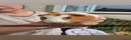 Guinea Pig rodents for sale: Guinea pigs  - Advert 1