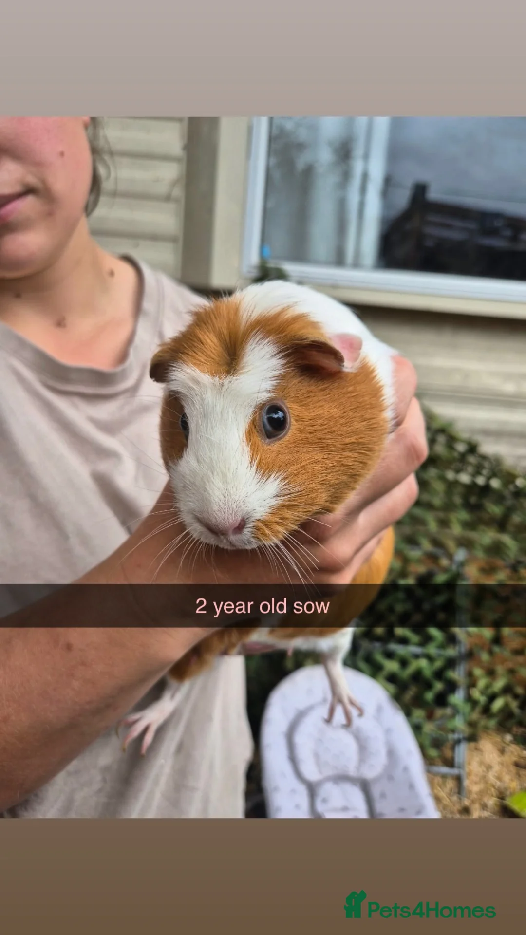 Guinea Pig rodents for sale: Guinea pigs  - Advert 1