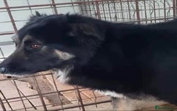 Mixed Breed dogs for adoption: Meet Ollie, currently residing in Essex  - Image 5