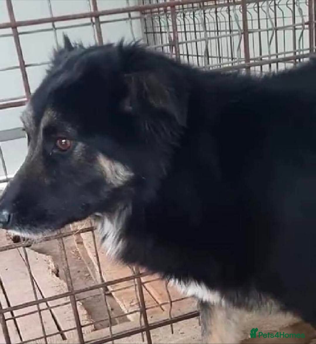 Mixed Breed dogs for adoption: Meet Ollie, currently residing in Essex  - Image 5