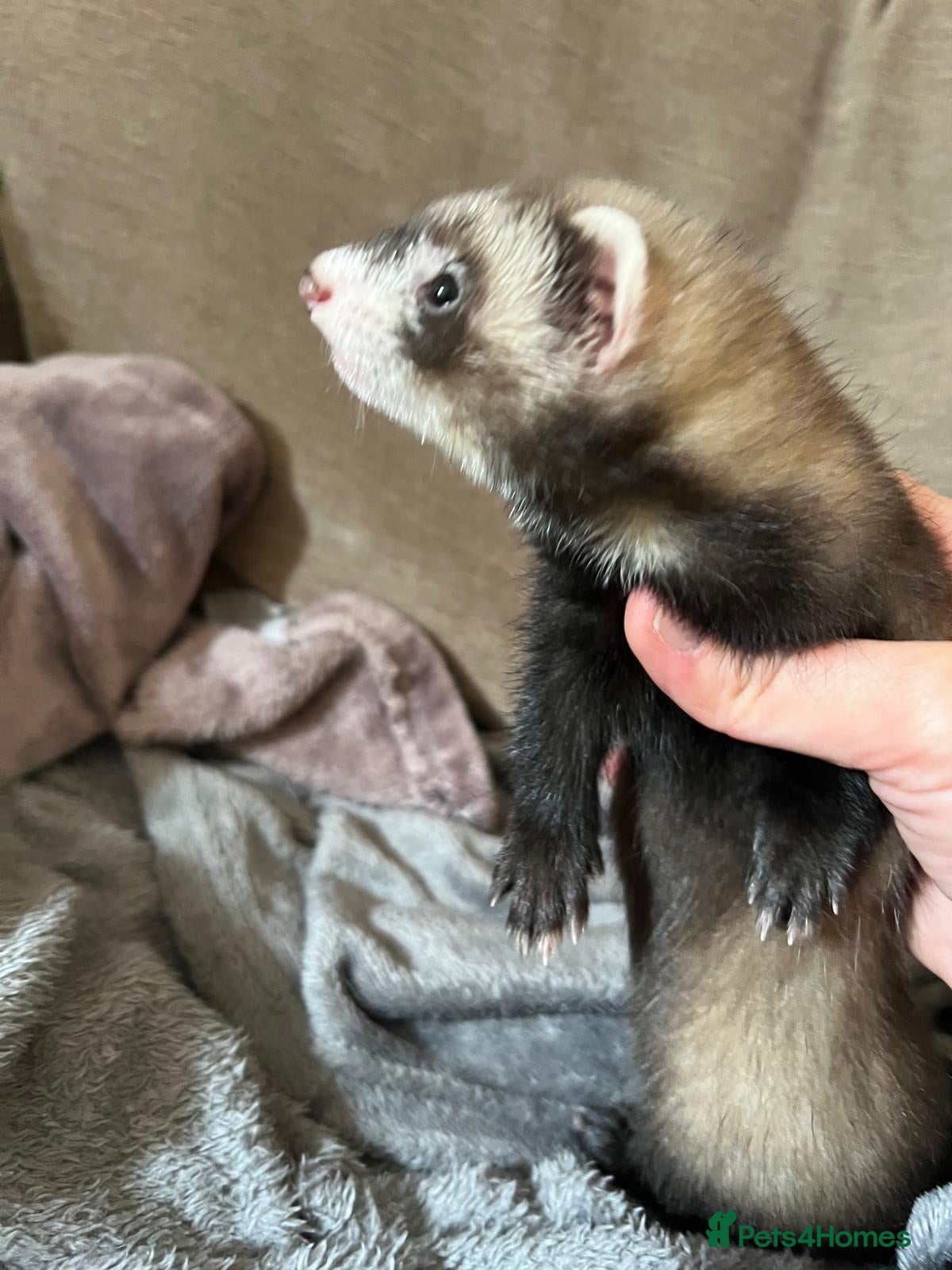 Ferret rodents for sale: Adorable Baby Ferrets  - Advert 3