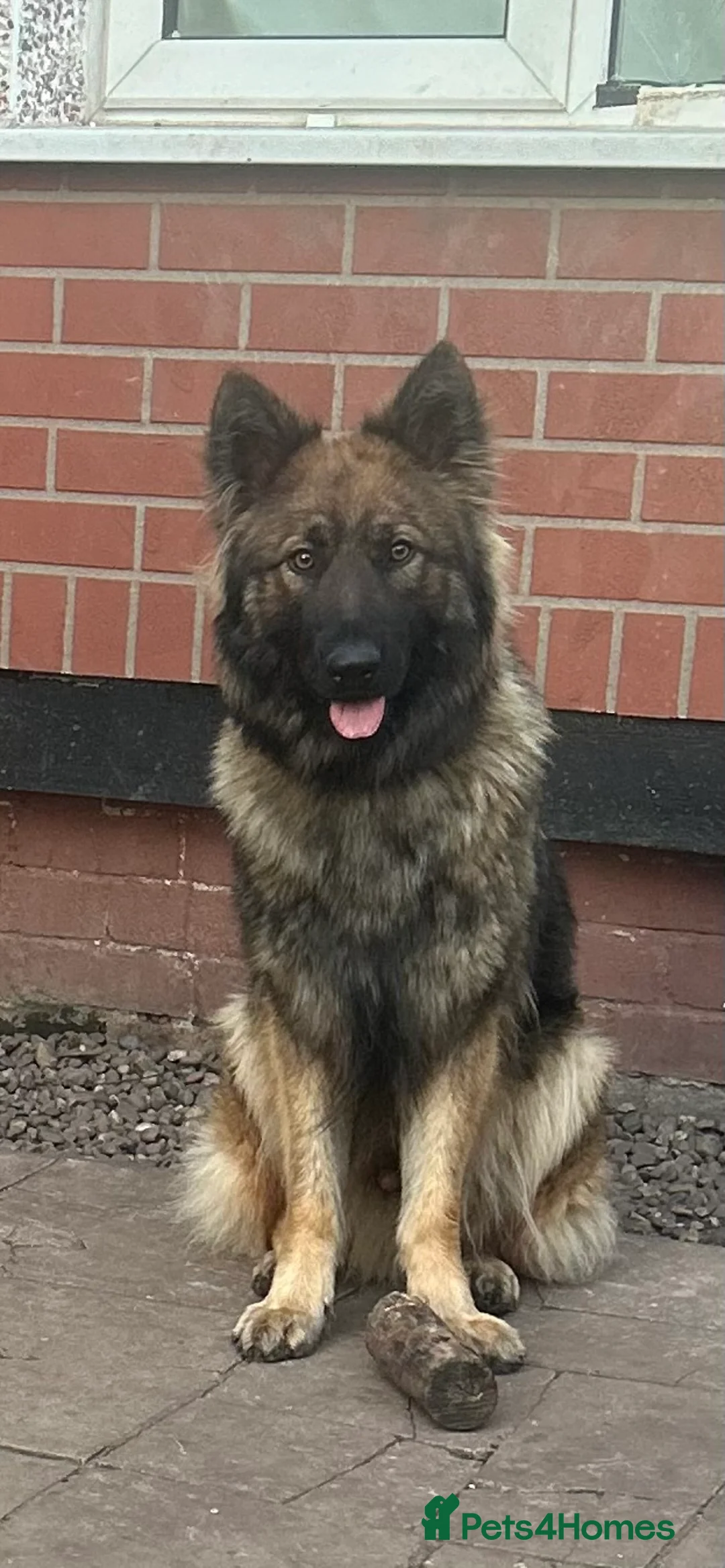 German Shepherd dogs for stud: FOR STUD (PROVEN)  in Doncaster - Advert 8