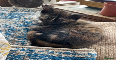 Mixed Breed cats - Advert 1