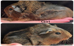 Guinea Pig rodents for sale: Baby sow guinea pigs  - Image 2