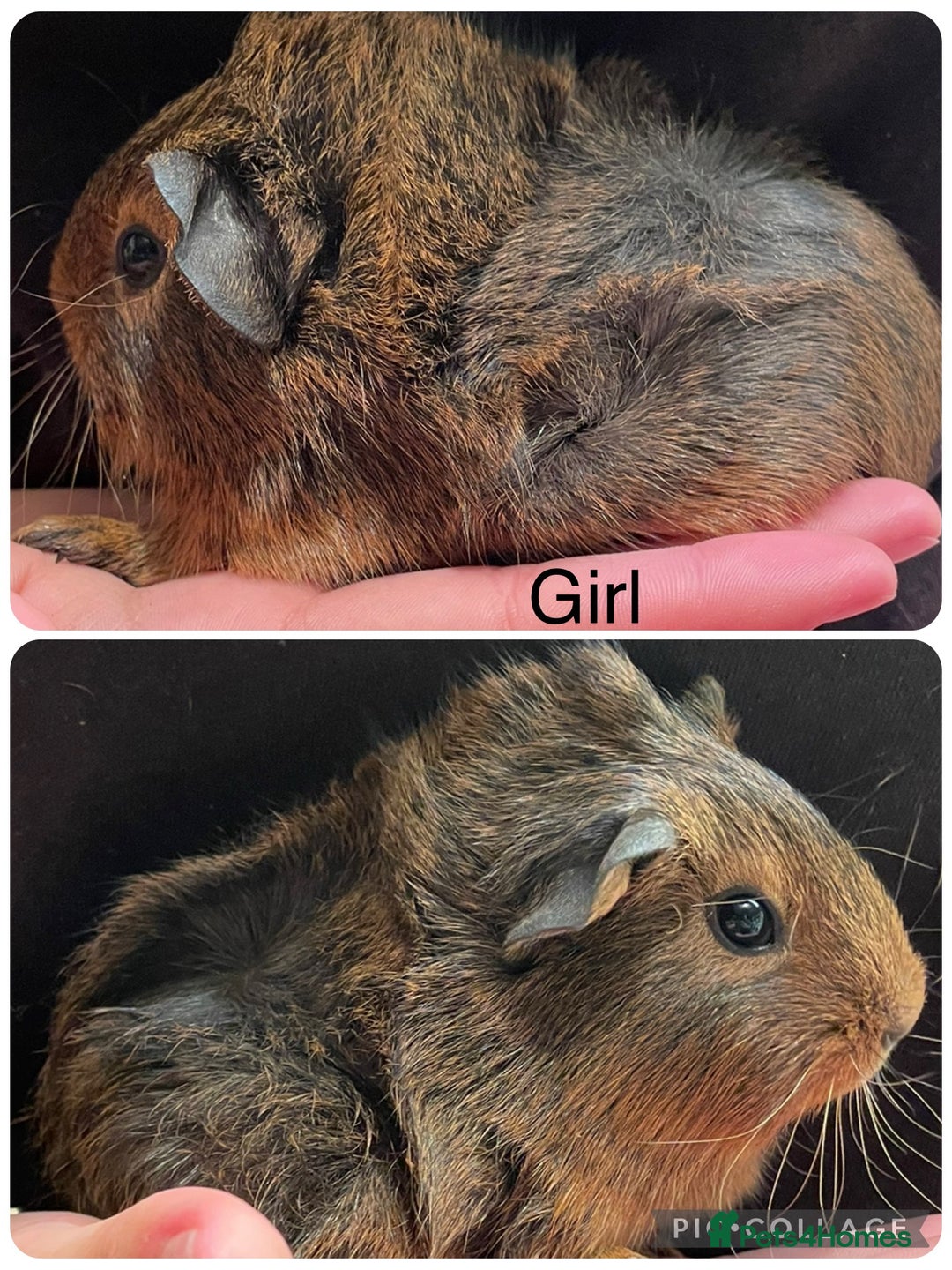 Guinea Pig rodents for sale: Baby sow guinea pigs  - Image 2