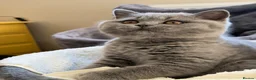 British Shorthair cats for sale: GCCF blue female now available... - Advert 2
