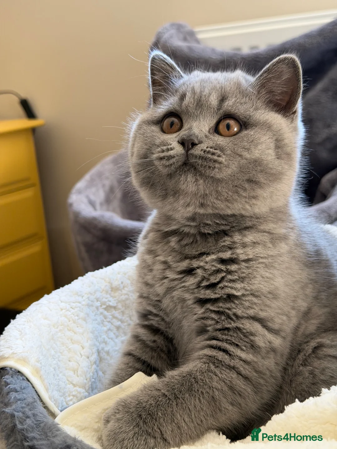 British Shorthair cats for sale: GCCF blue female now available... - Advert 2