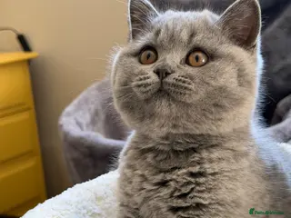 British Shorthair cats GCCF Blue BSH champion lines ready 17 July - Advert 12