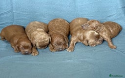 Cavapoo dogs for sale: 5 stunning cavapoo puppies  - Image 5