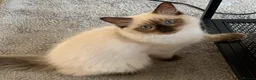 Ragdoll cats for sale: 🏆GCCF CHAMPION BLOODLINE RAGDOLL KITTENS 🥇  - Advert 18