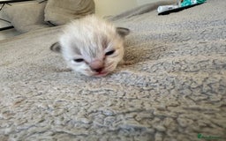 Ragdoll cats for sale: RAGDOLL X KITTENS  - Image 17