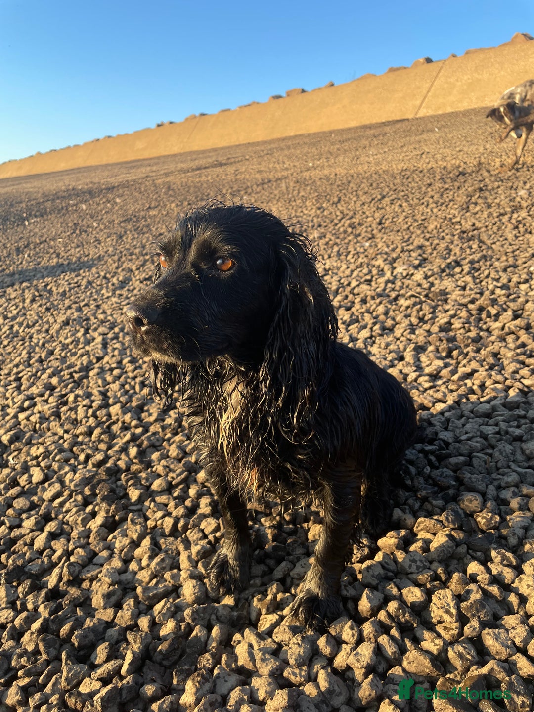 Cocker Spaniel dogs for sale: Kc reg working cocker spaniel pups - Image 13