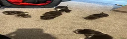 Mixed Breed cats for sale: Kittens  - Advert 11
