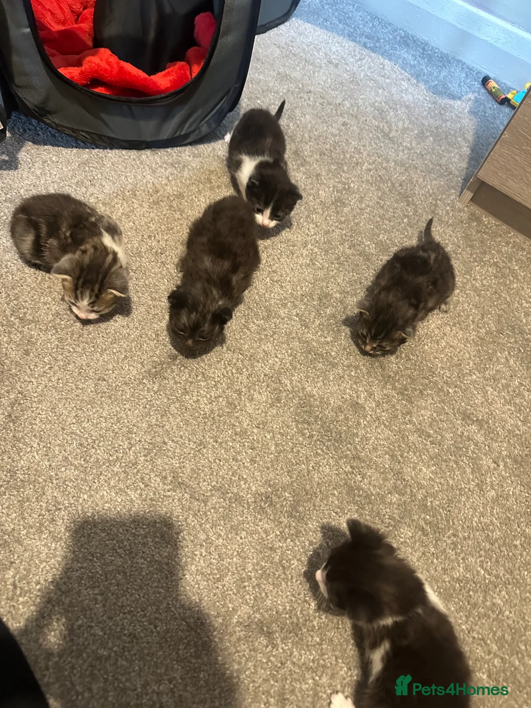 Mixed Breed cats for sale: Kittens  - Advert 11