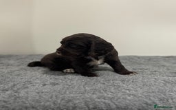 Cocker Spaniel dogs for sale: 4 beautiful cocker spaniel pups for sale - Image 4