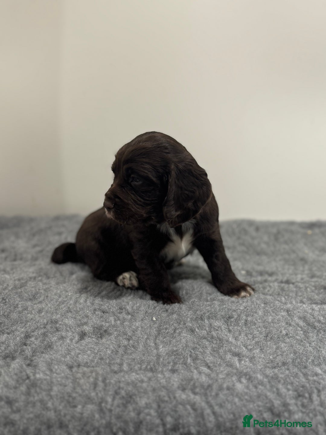 Cocker Spaniel dogs for sale: 4 beautiful cocker spaniel pups for sale - Image 4