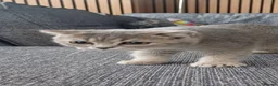 Scottish Fold cats for sale: Affectionate Lovable Scottish Babies - Advert 20