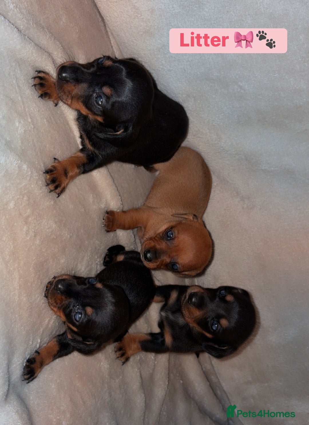 Dachshund dogs for sale: Miniature dachshund pups 🐶  - Advert 5