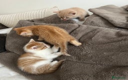 Mixed Breed cats for sale: Beautiful Kittens for sale - Image 21