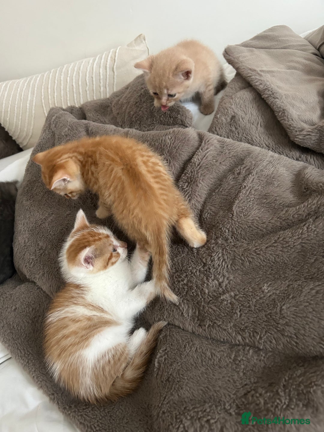 Mixed Breed cats for sale: Beautiful Kittens for sale - Image 21