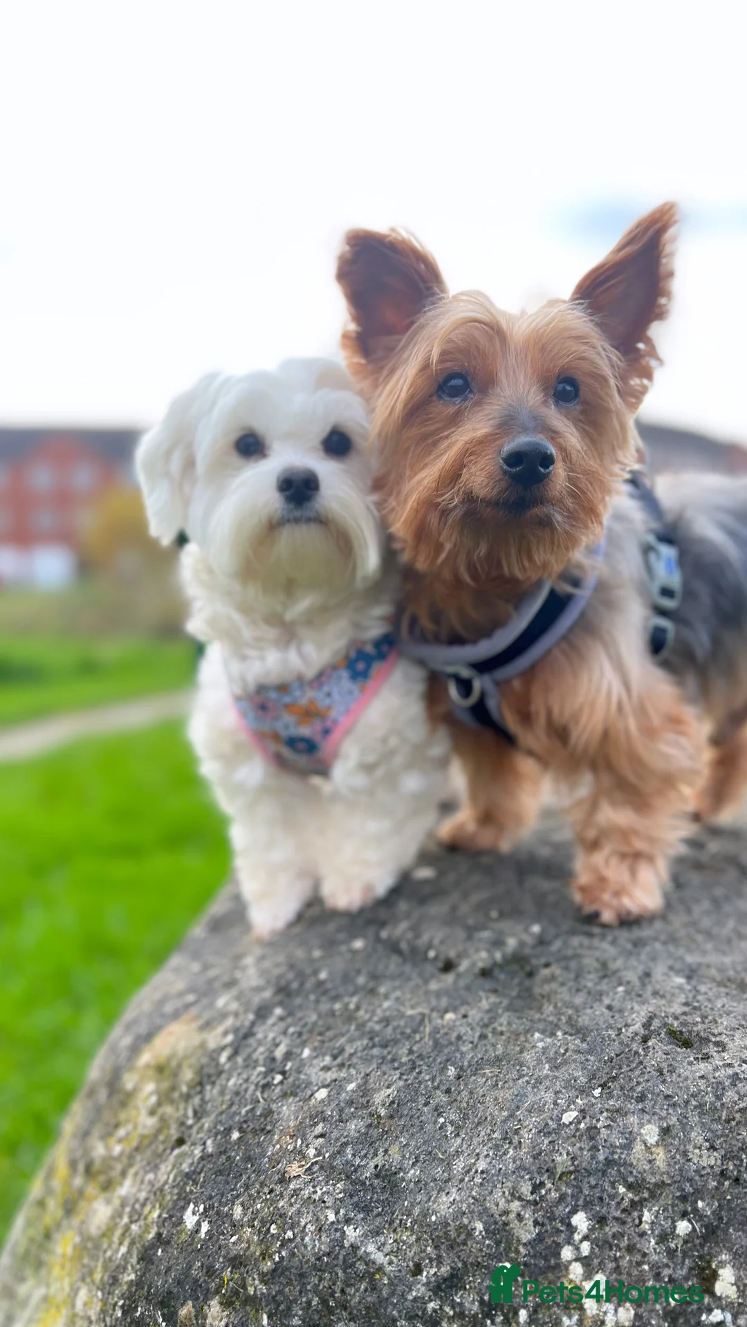 Yorkshire Terrier dogs for stud: Handsome Yorkie Buddy Available for Stud - Advert 2