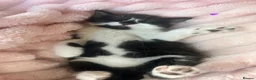 Mixed Breed cats for sale: Two sweet girls looking for their loving home in Grays - Advert 5
