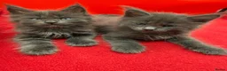 Maine Coon cats for sale:     Health Tested TICA Reg Maine Coon Kittens  - Advert 7