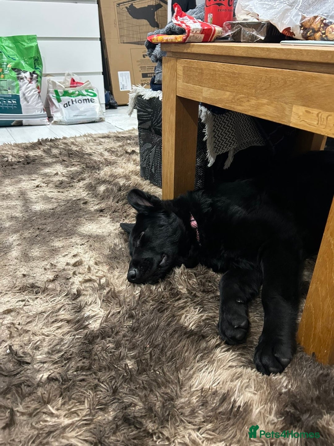 German Shepherd dogs for sale: Beautiful black German Shepard girl  - Advert 6