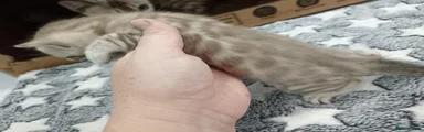 Bengal 1