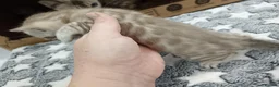 Bengal cats for sale: F6 Tica Reg Bengals - Advert 18