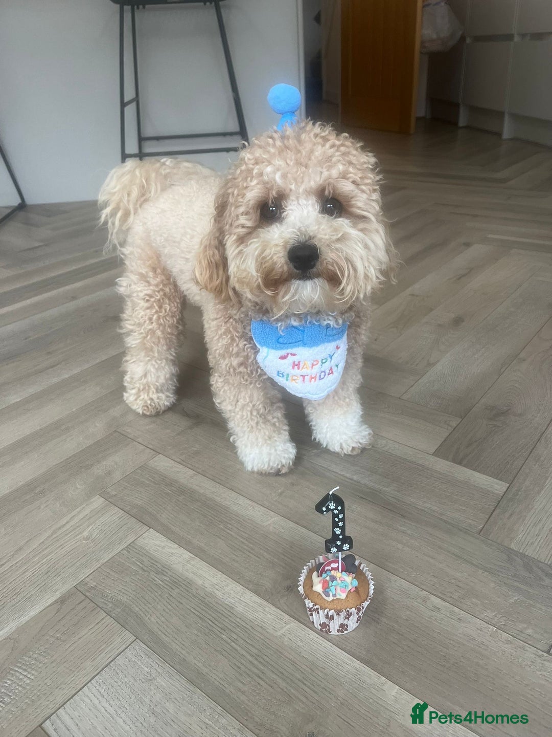 Cavapoo dogs for sale:  F1 poochons health tested parents 🐶 - Advert 11