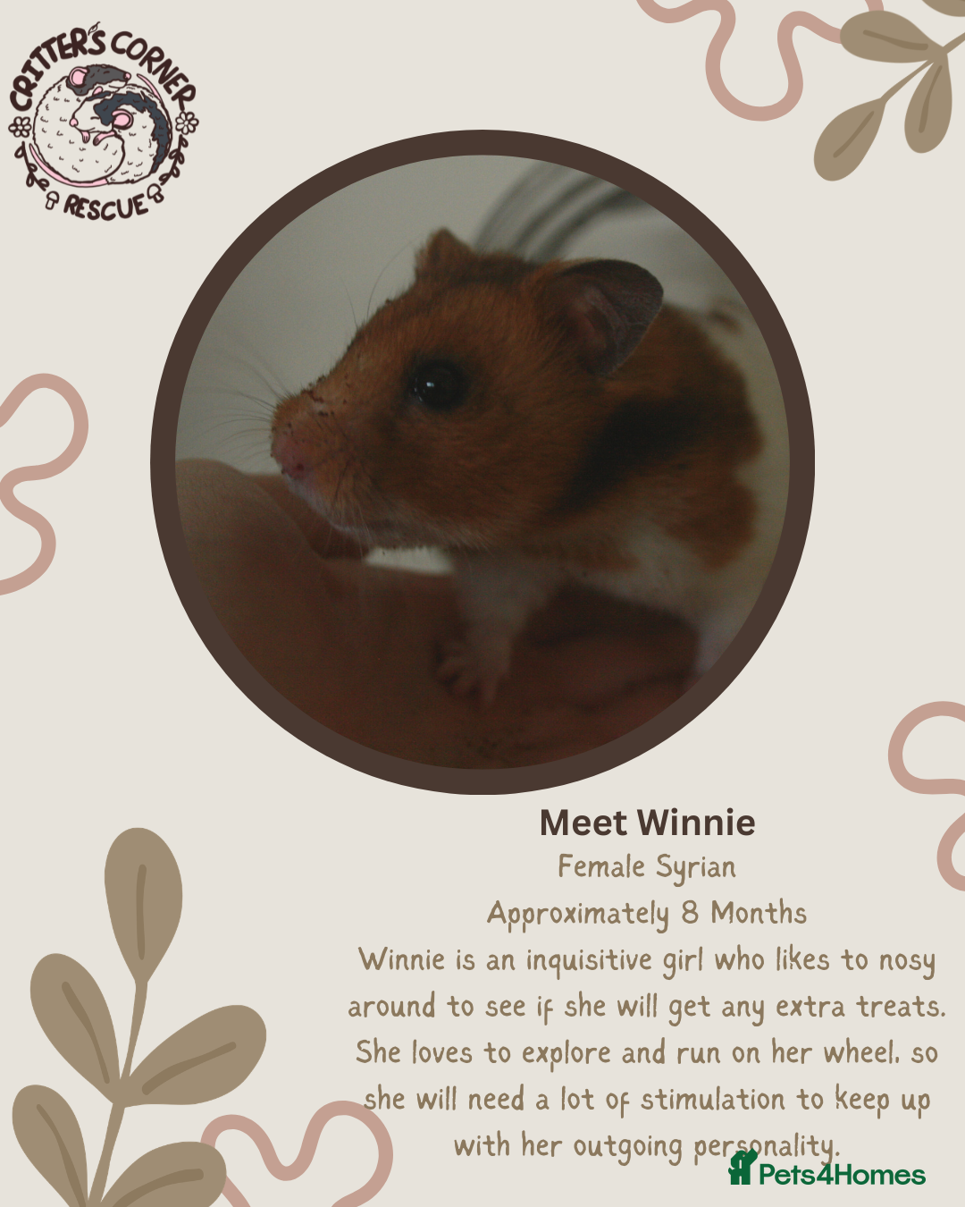 Hamster rodents 🐹 Female Syrian hamster available for adoption 🐹 - Advert 3