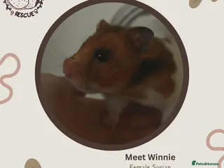 Hamster rodents 🐹 Female Syrian hamster available for adoption 🐹 - Advert 3