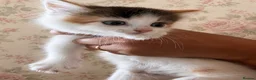 Norwegian Forest Cat cats for sale: Gorgeous Norwegian Forest Cross Female Kittens  - Advert 3