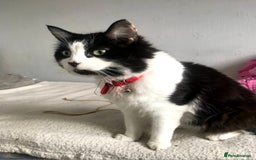 Mixed Breed cats for sale: 11 Year Old Cat For Adoption - Image 3
