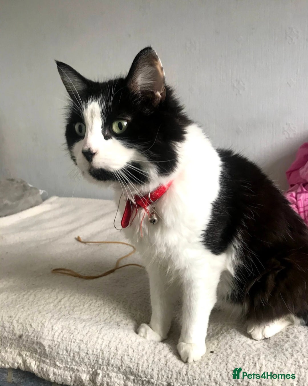 Mixed Breed cats for sale: 11 Year Old Cat For Adoption - Image 3