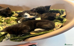 Mixed Breed cats for sale: Kittens for sale - Image 8
