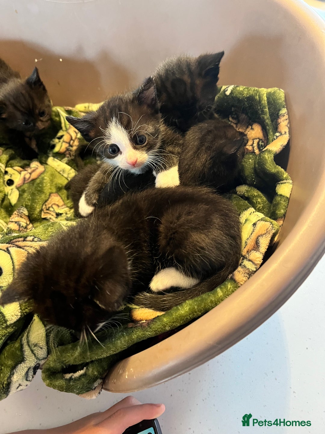 Mixed Breed cats for sale: Kittens for sale - Image 8