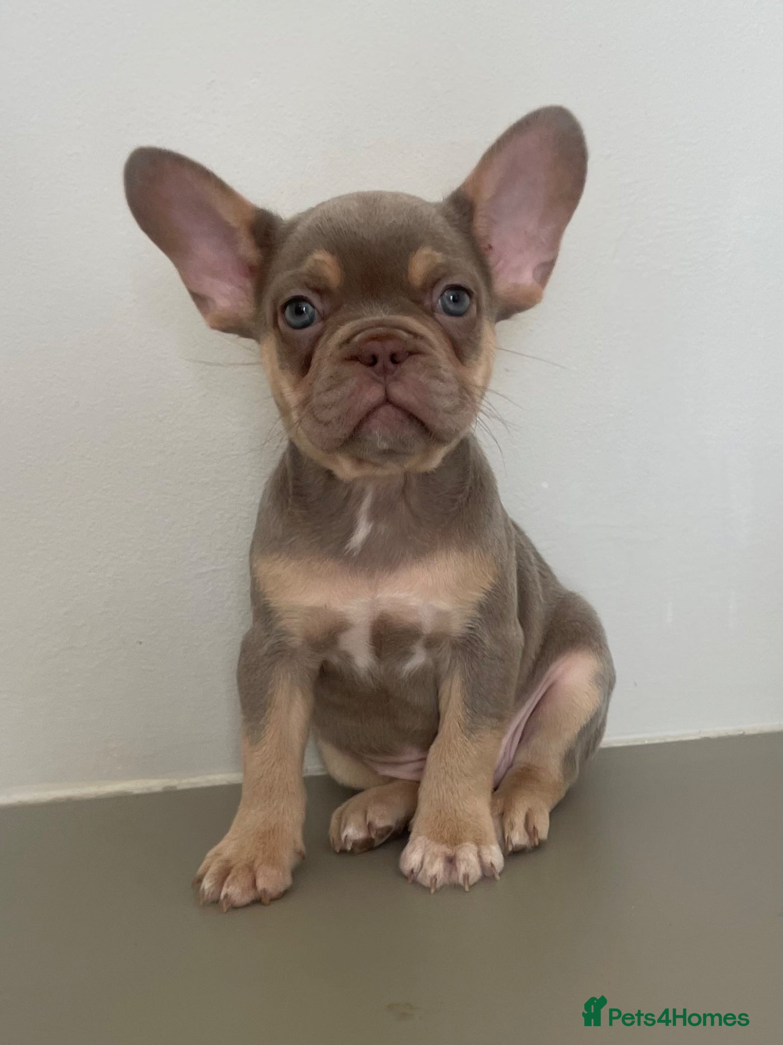 French Bulldog dogs  LAST FEMALE Isabella & tan carrying pink & Fluffy - Advert 1