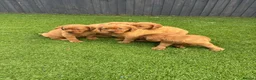 Cockerdor dogs for sale: Cockerdor puppies - Advert 4
