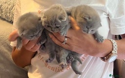 British Shorthair cats for sale: Gentle loving family pets - British Blues  - Image 11
