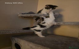 Mixed Breed cats for sale: 4 little kittens looking lovely new home.  - Image 14