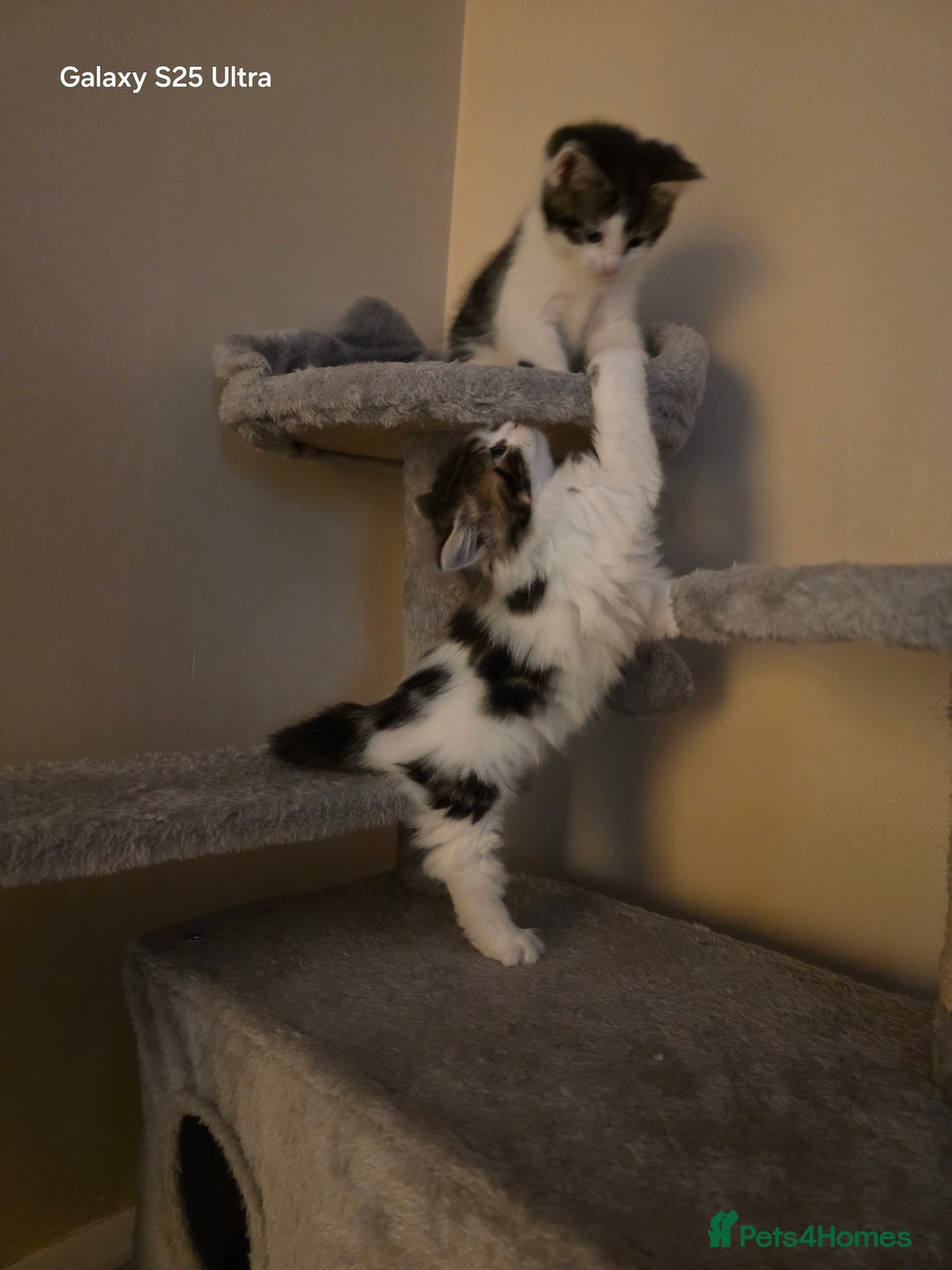 Mixed Breed cats for sale: 4 little kittens looking lovely new home.  - Image 14