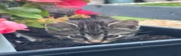 Mixed Breed cats for sale: Stunning Kittens looking for their forever homes - Advert 5